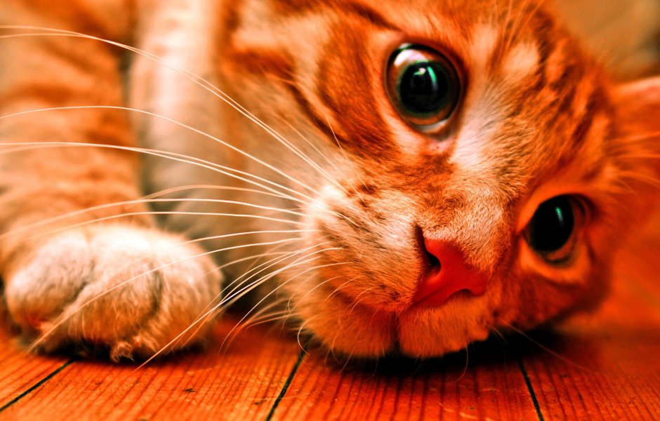 Смешной кот обои