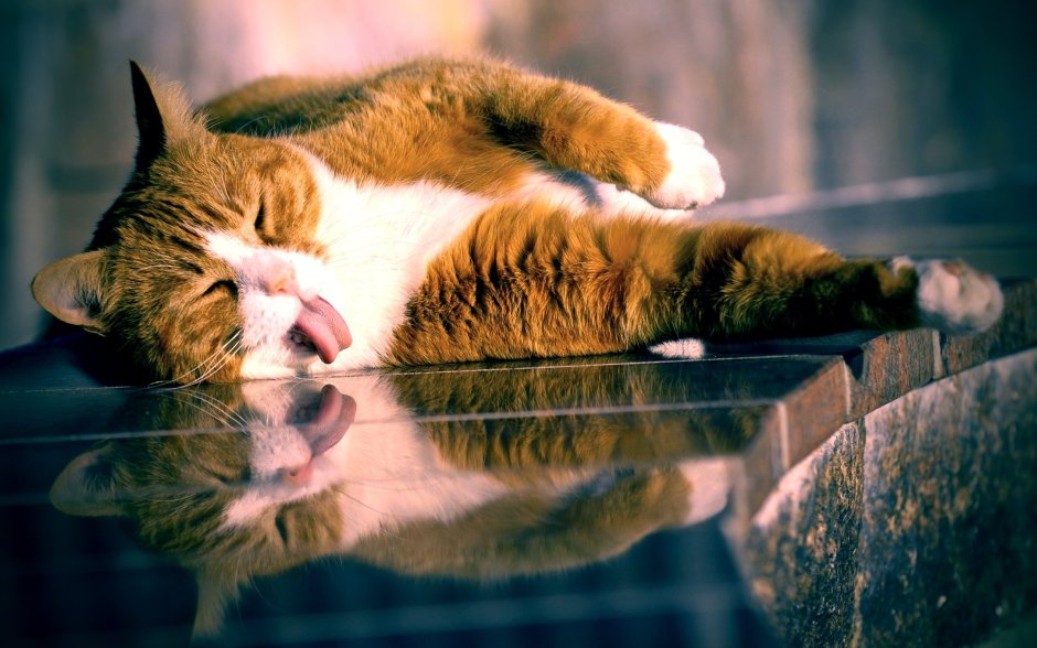 Смешные коты на рабочий стол