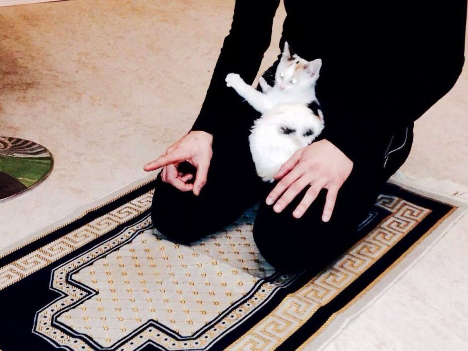 Кошка пророка Мухаммеда Муизза