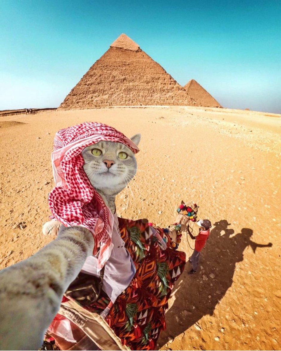 Кот араб
