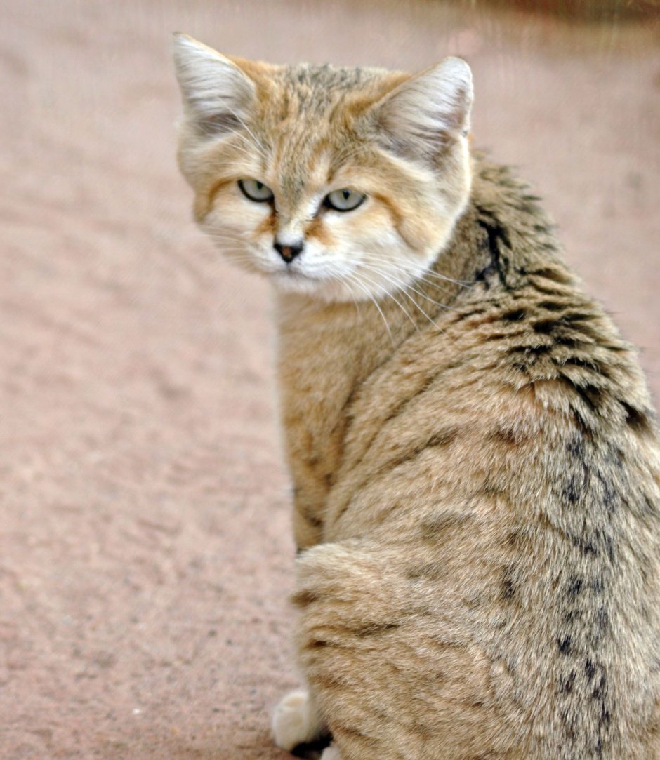 Барханный песчаный кот