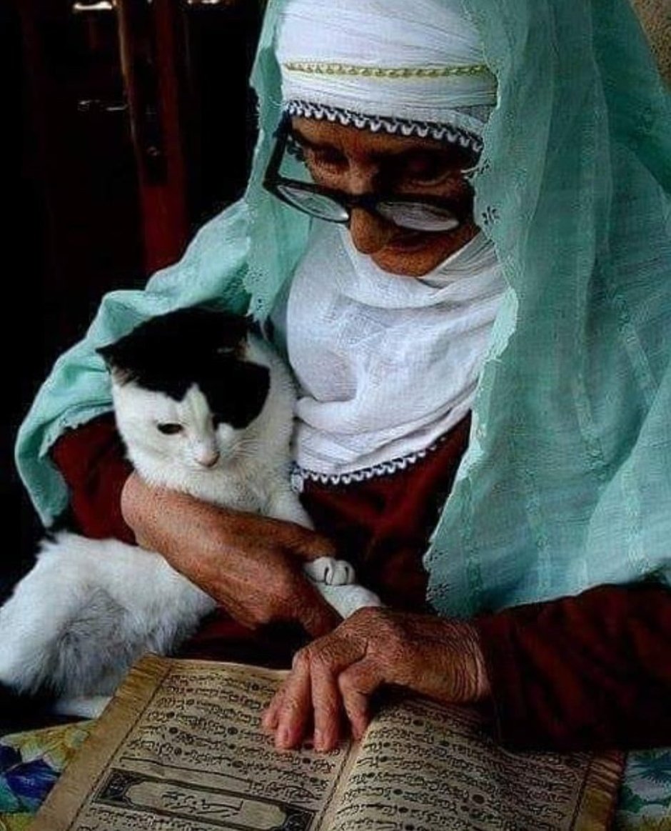 Кот пророка Мухаммеда