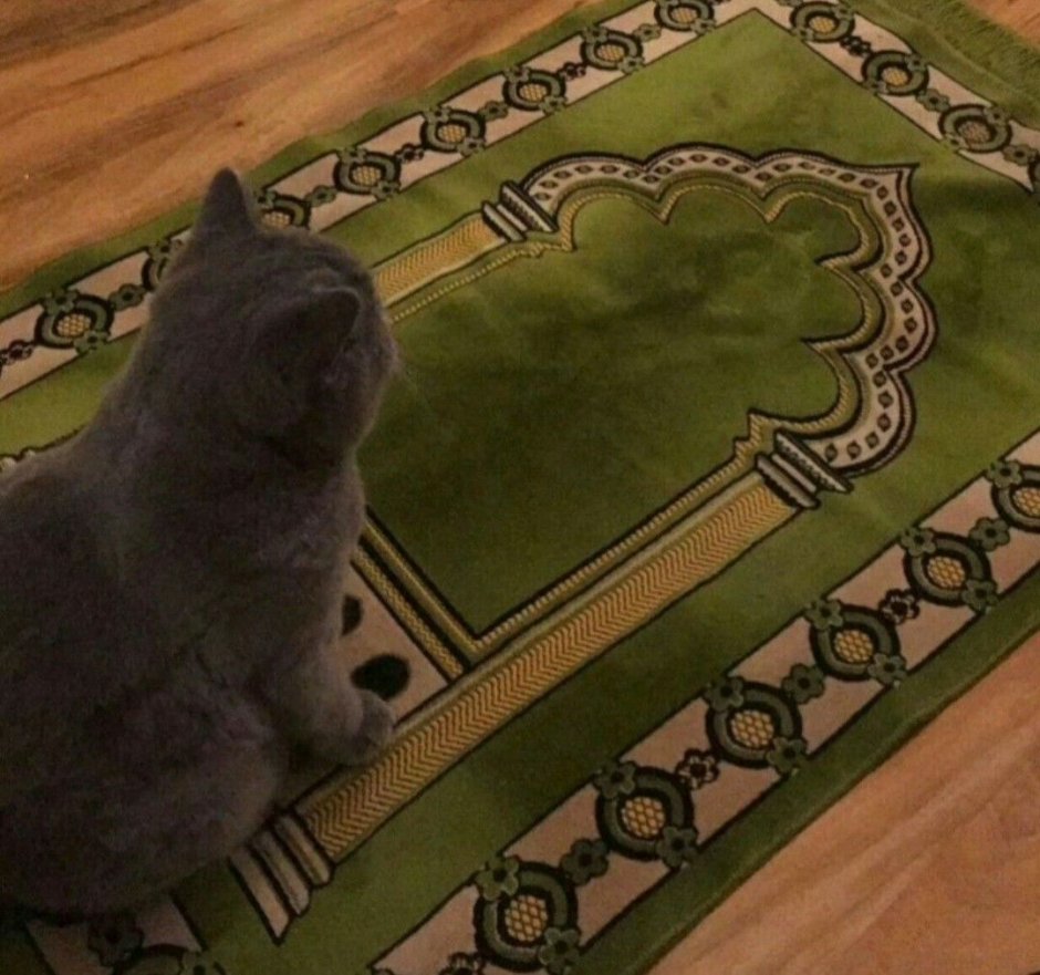 Муизза кошка пророка