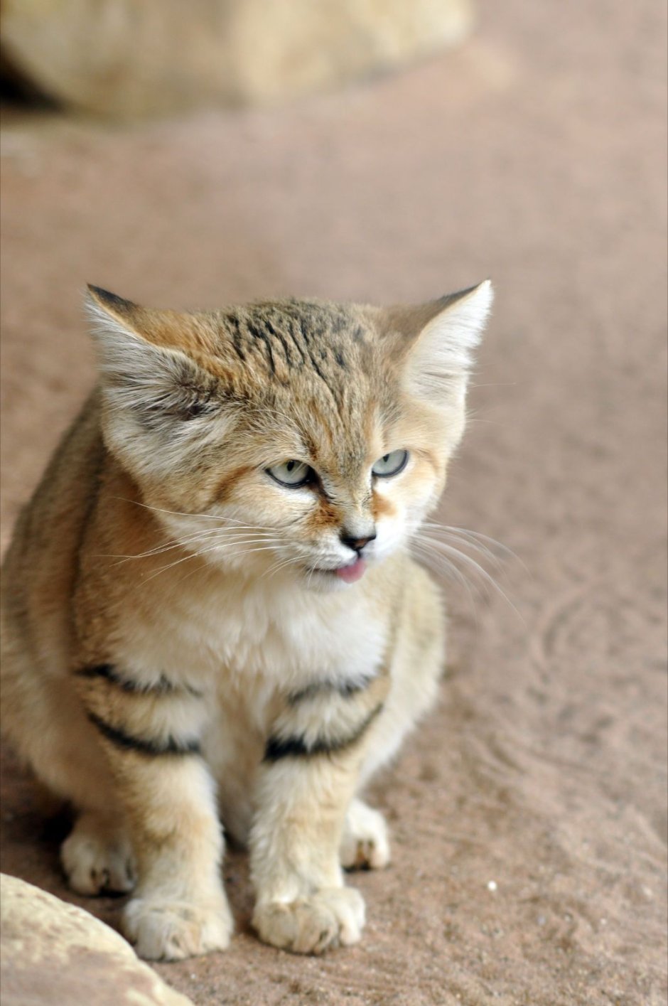 Песчаная барханная кошка