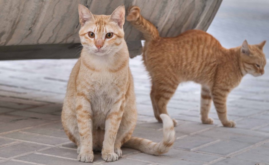 Арабский котик