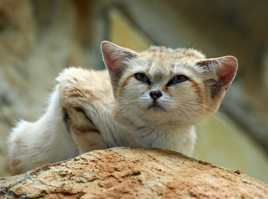 Барханная кошка (Песчаная кошка)