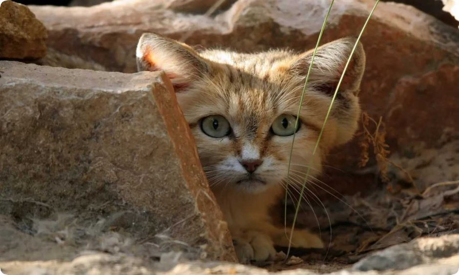 Барханный кот