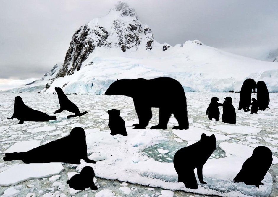 Тени северных животных