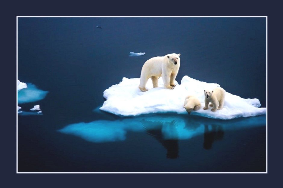 Животные севера с названиями