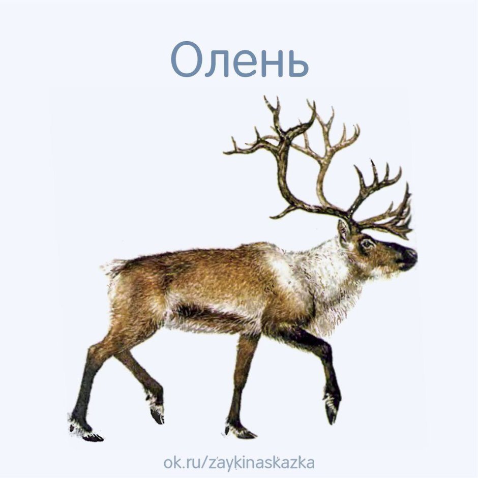 Северные животные для детей