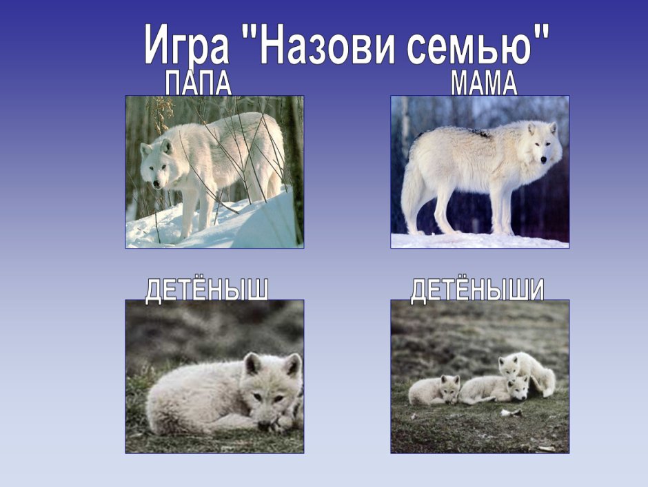 Животные севера для дошкольников