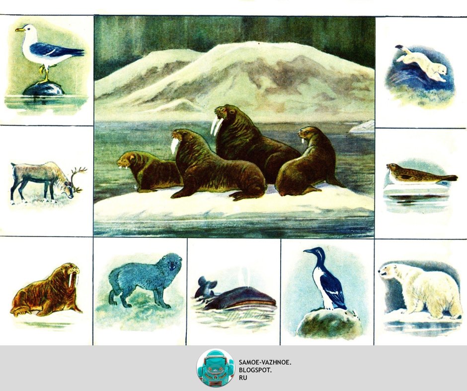 Игра зоологическое лото для дошкольников