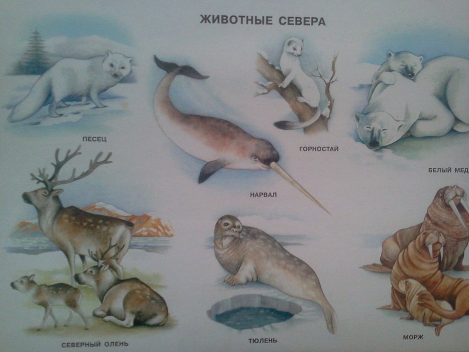 Обитатели севера для дошкольников