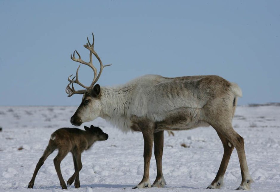 Самка Северного оленя