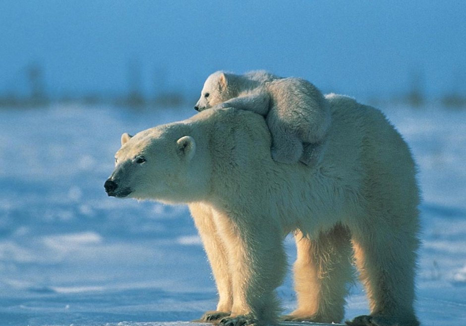 Дикие животные севера