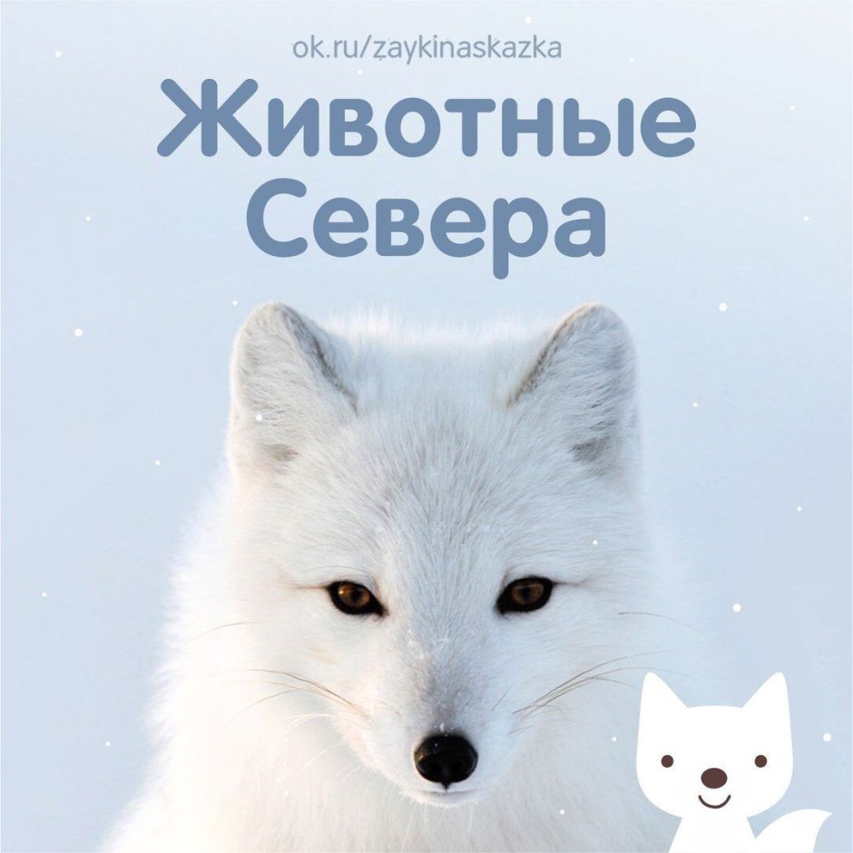 Надпись животные севера