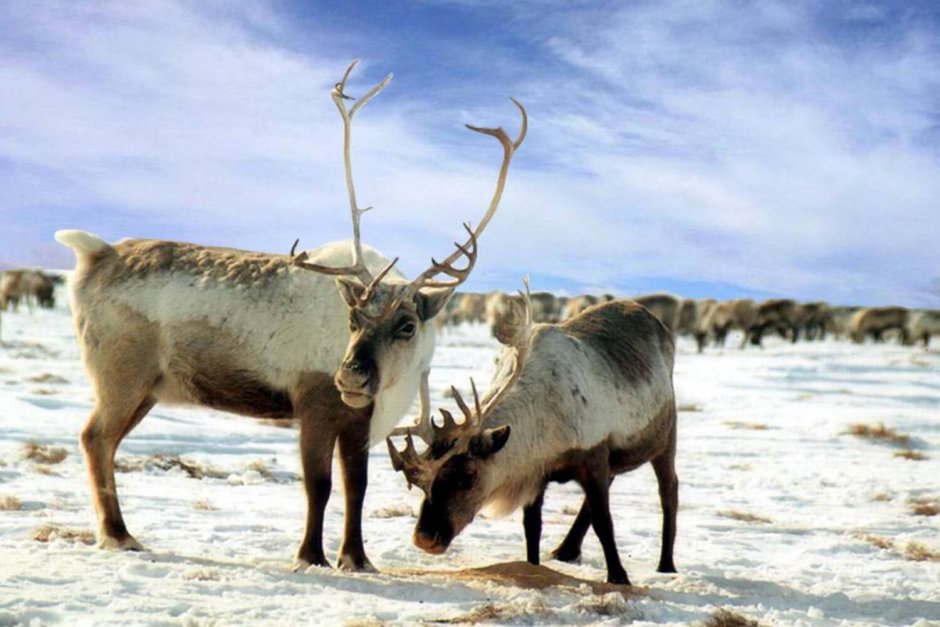 Северный олень Чукотка