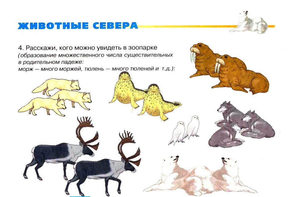Северные животные задания для дошкольников