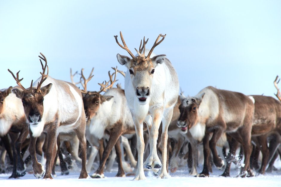 Северный олень ЯНАО