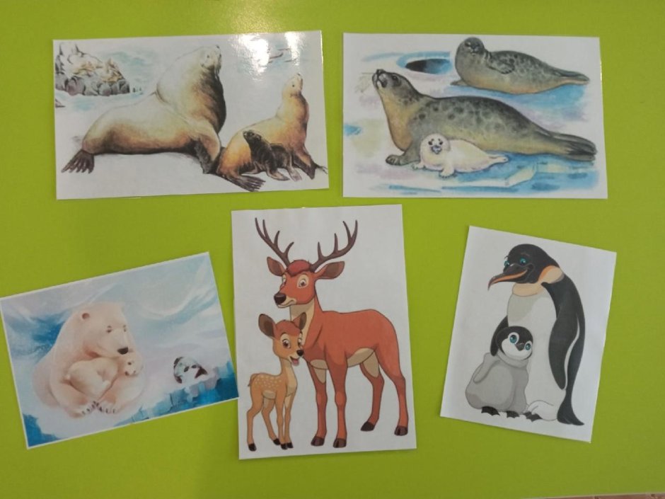 Животные севера для детей подготовительной группы