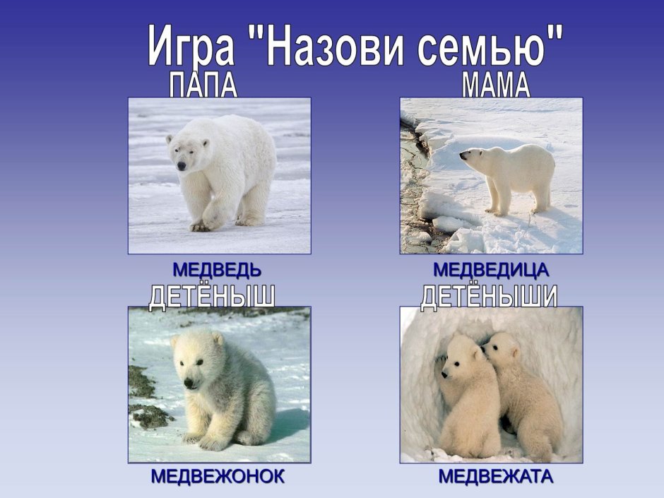 Животные севера для дошкольников