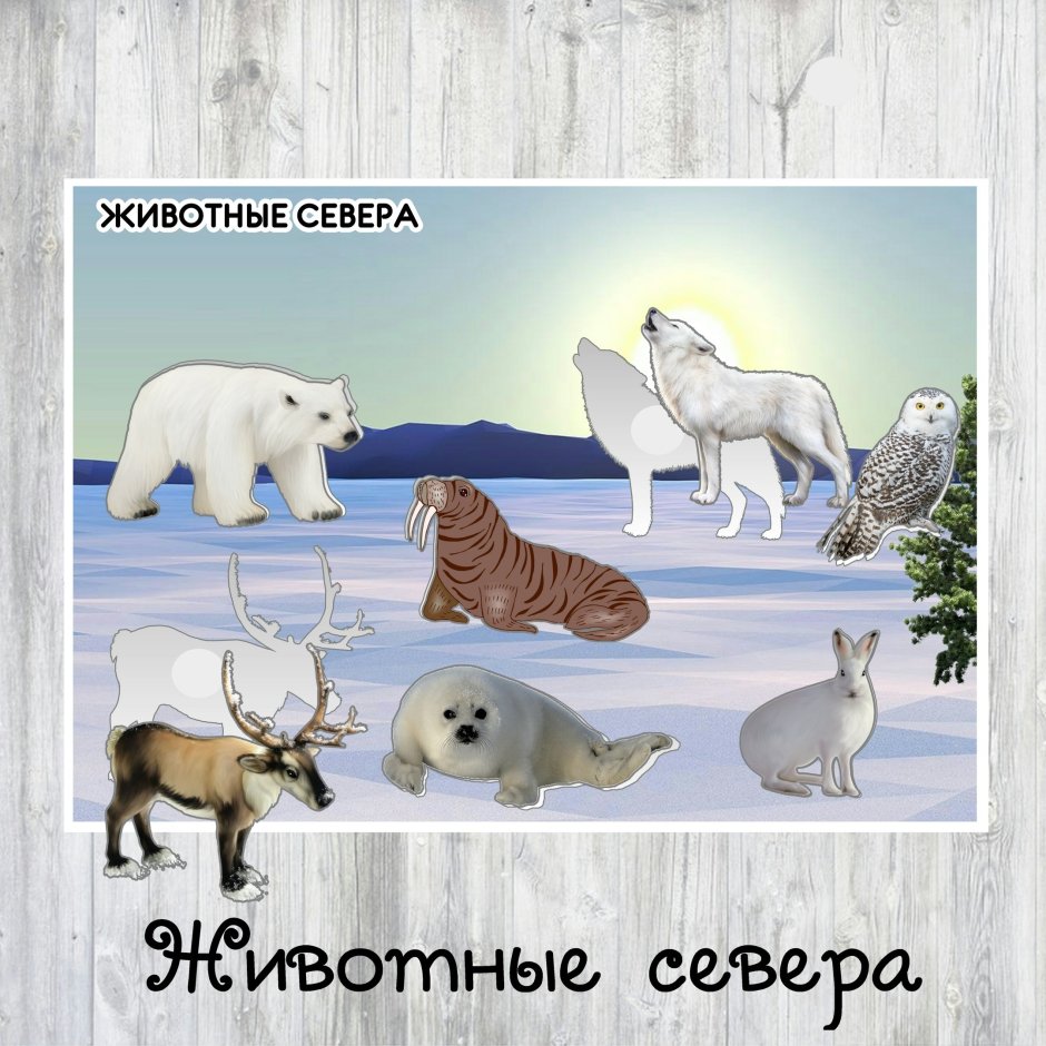 Игры на липучках животные севера