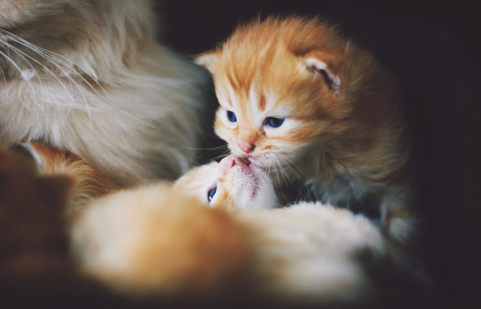 Очень милые котята рыжие
