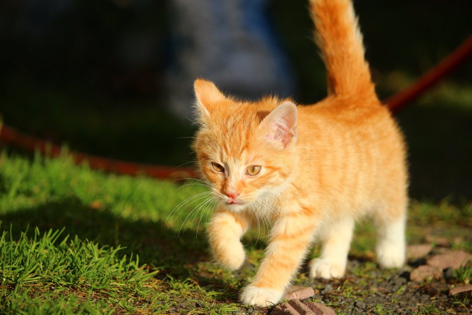 Рыжий котёнок