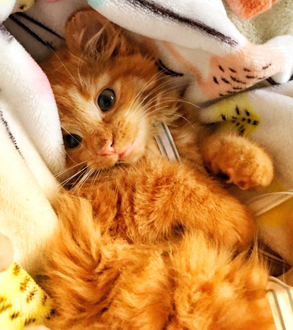 Картинки рыжих котят