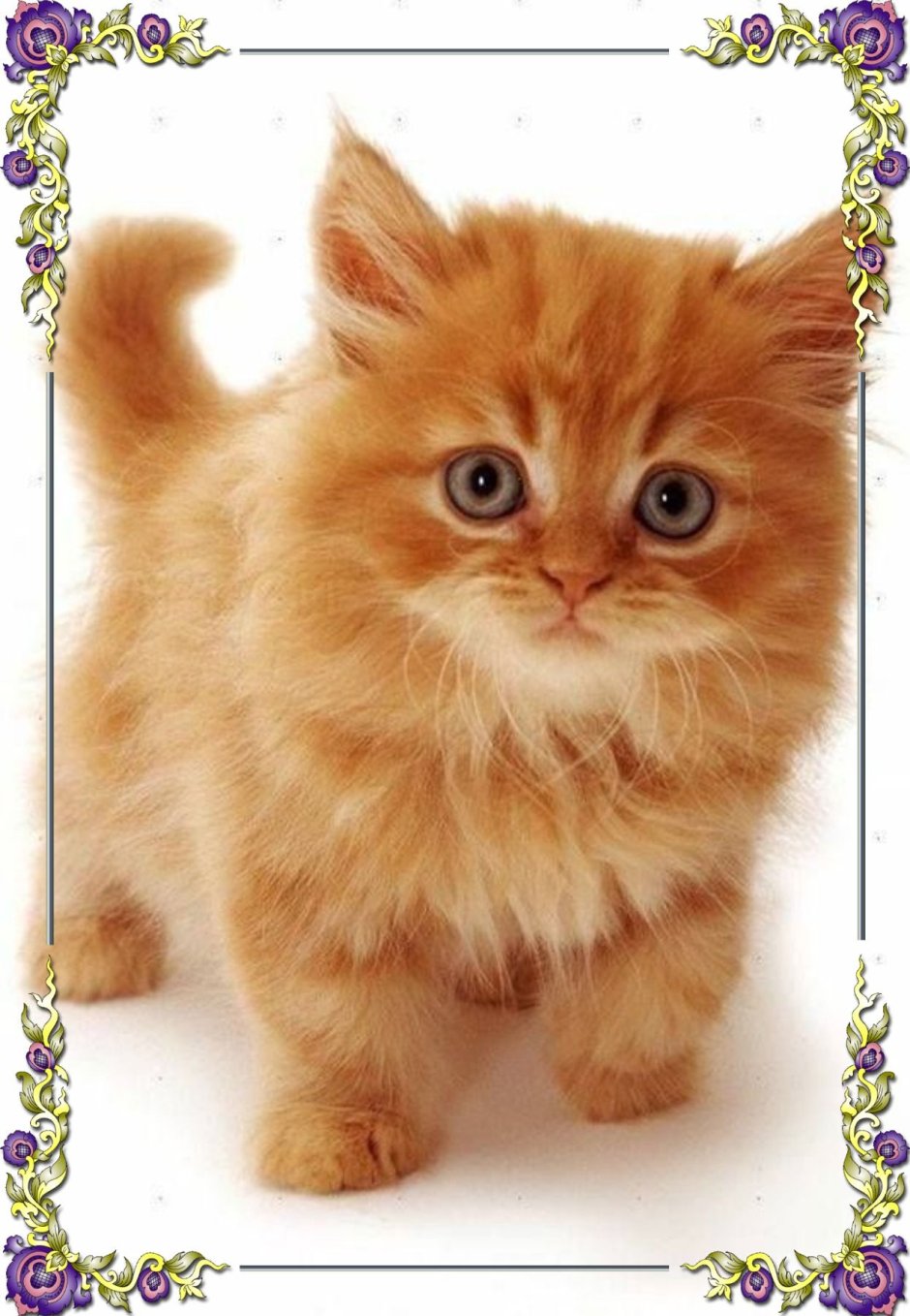 Рыжий котёнок