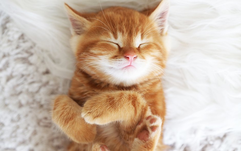 Рыжий котёнок