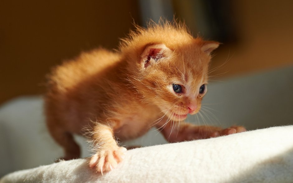 Рыжий котёнок