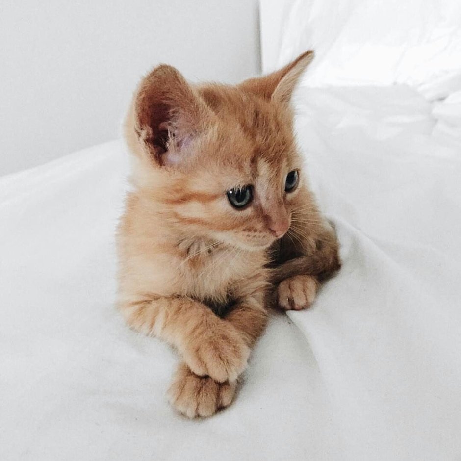 Рыжий сиамский котенок