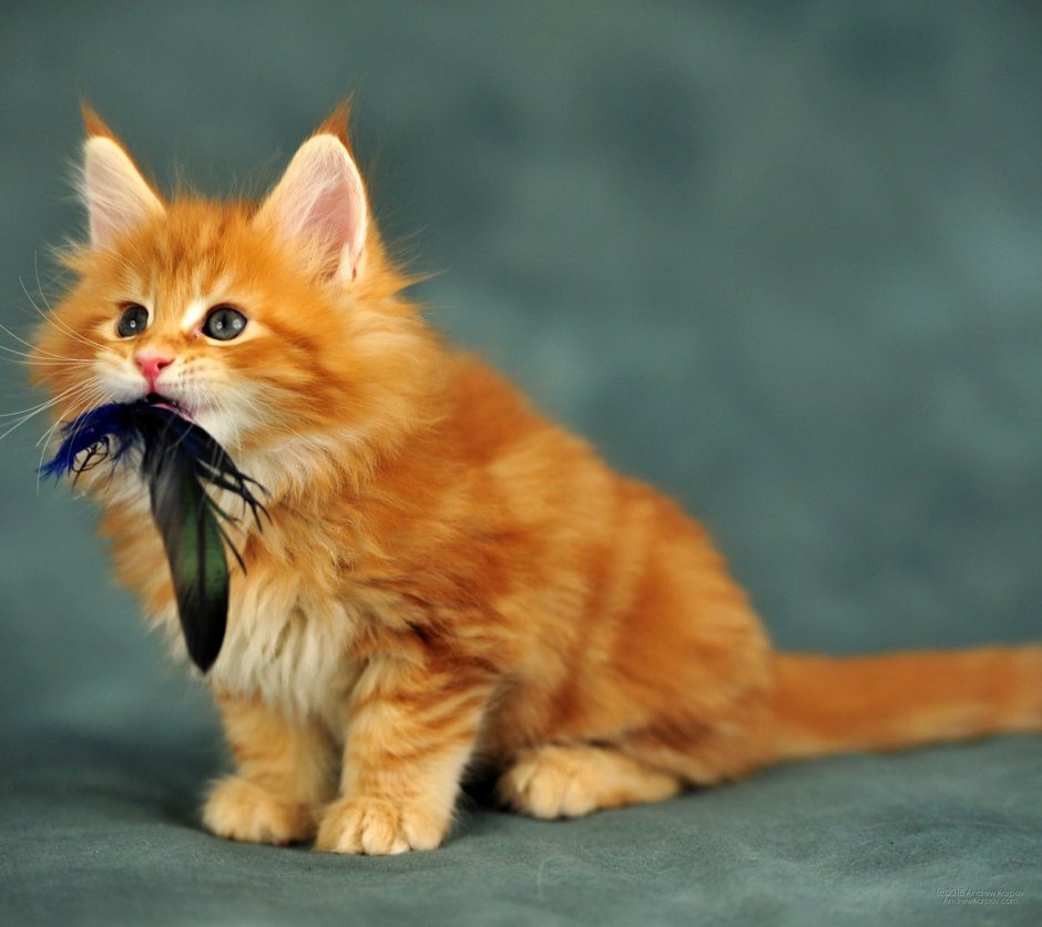 Котики Мейн кун