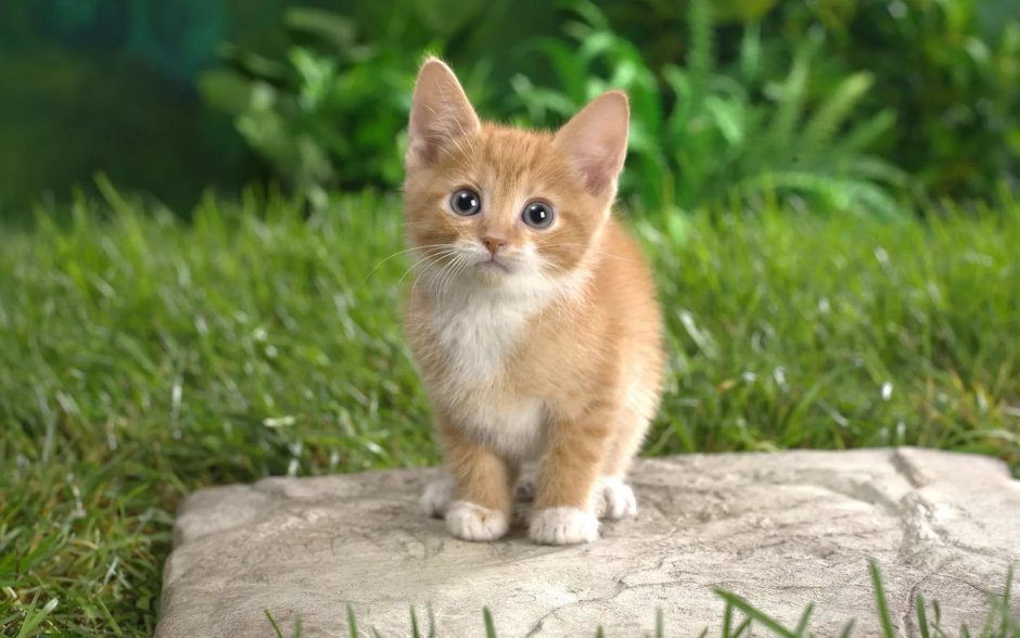 Котята милашки