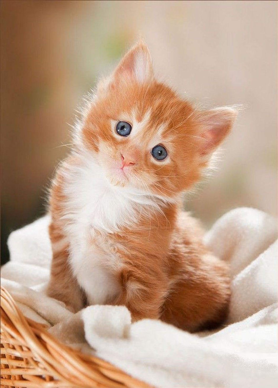 Рыжий котёнок