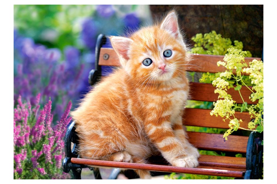 Красивые котята
