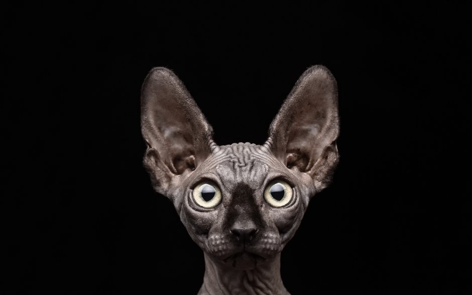 Чёрный сфинкс кошка