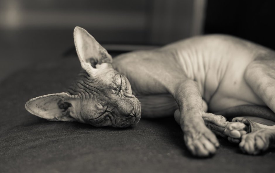 Кот сфинкс лежит