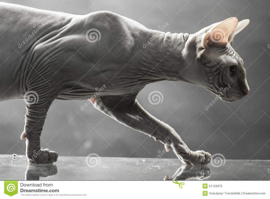 Сфинкс бежит