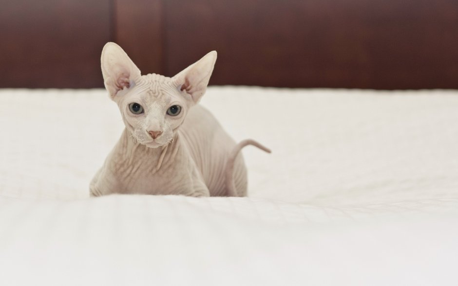 Кот сфинкс