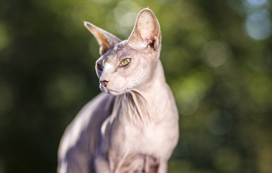 Сфинкс кошка