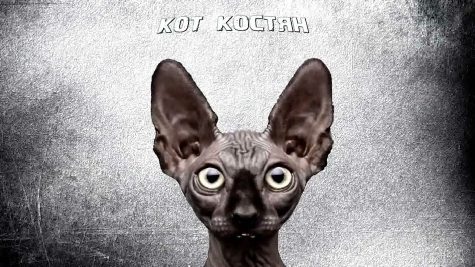 Кот Костян телеграмм