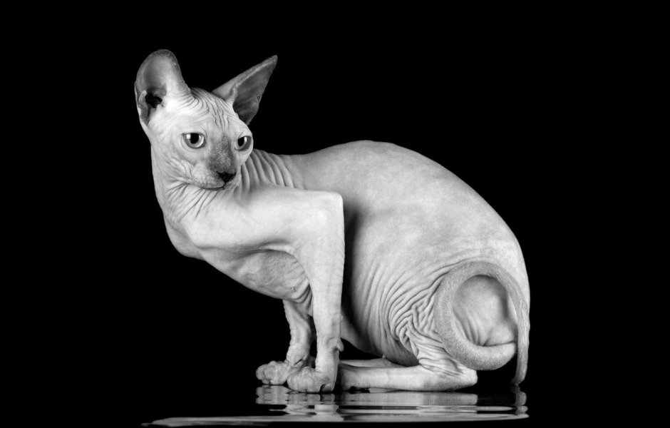 Кот сфинкс