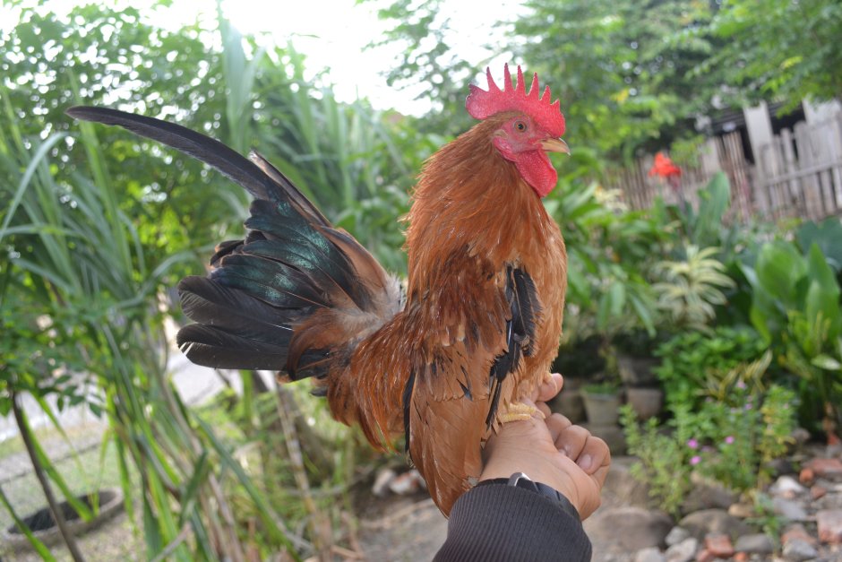 Бентамки Малазийская Серама