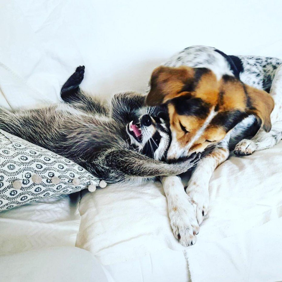 Собака спит