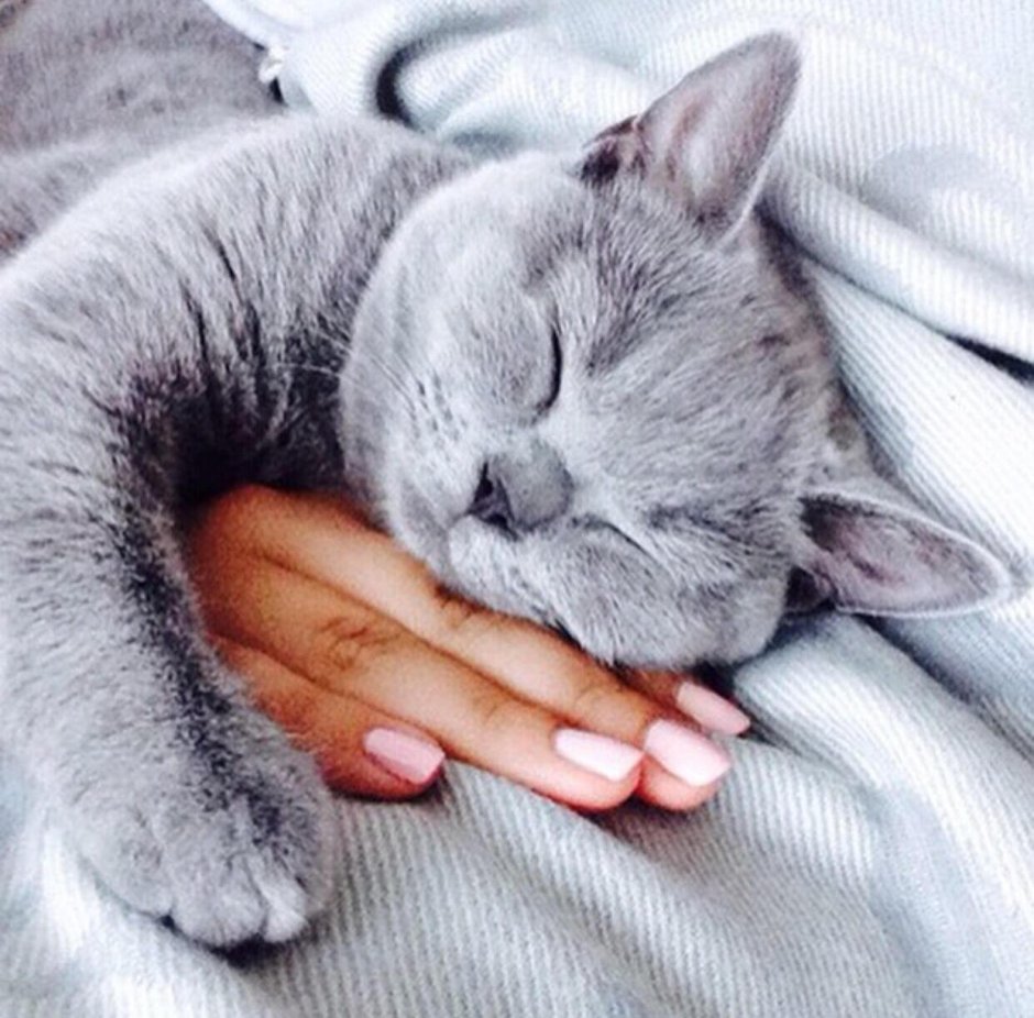 Нежная кошка