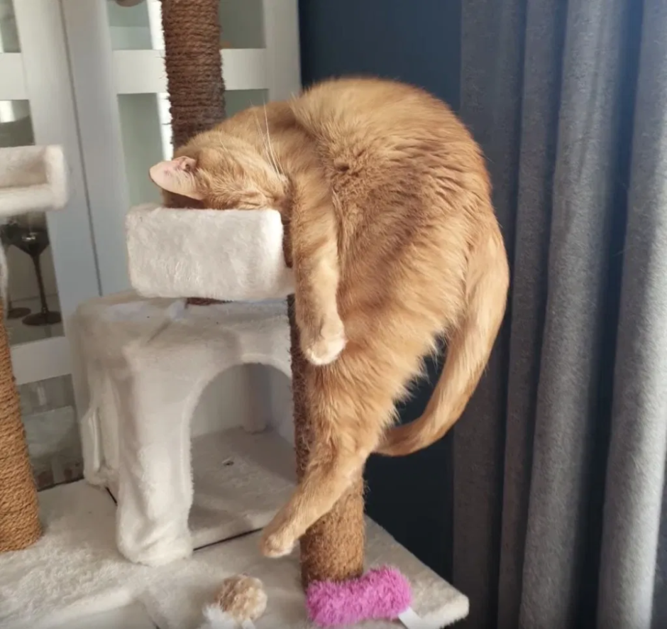 Кот спит в смешной позе