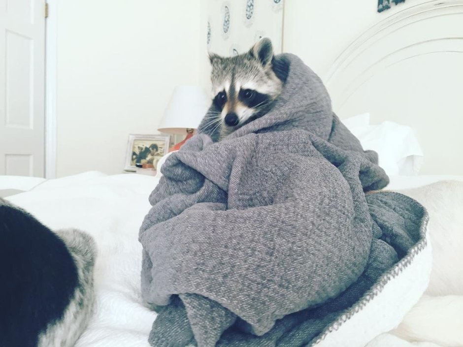 Укутанная в плед