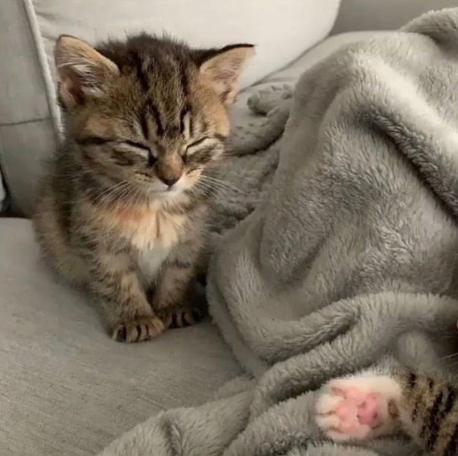 Котенок спит